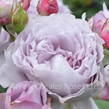 It is planted by the hundreds around the tidal basin in washington, d.c., and as. Novalis Bush Rose Peter Beales Roses The World Leaders In Shrub Climbing Rambling And Standard Classic Roses