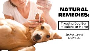 Ensuring that you place the applicator safely outside of the dog's ear when dispensing medication. Natural Remedies To Treat Dog Ear Infection If You Can T Afford Vet