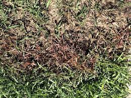 How To Treat Lawn Fungus Lawn Garden Care Grass Lawn