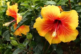 Tropical Hibiscus Hibiscus Orange Tree Flowers