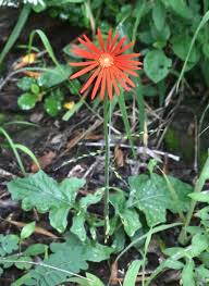 Image result for Gerbera viridifolia