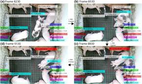 Make sure you turn your audio on before playing. Automated Recognition Of Postures And Drinking Behaviour For The Detection Of Compromised Health In Pigs Scientific Reports