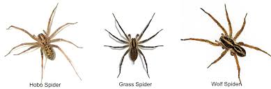 Guide to common spiders of bakersfield, california. Spider Identification Hobo Spider Vs Grass Spider Vs Wolf Spider Wolf Spider Hobo Spider Spider Identification