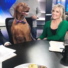 Dana Perino On Instagram Jasper Is Great Dana Perino Dana Female
