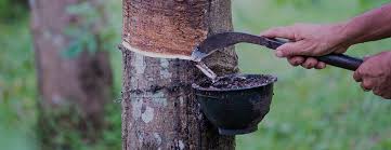 A resource is anything that is useful to people. Sustainable Latex From Cameroon Deutsche Bank