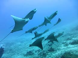 「トビエイ 画像」の画像検索結果