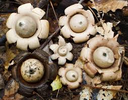 Image result for Geastrum triplex