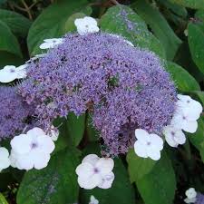 Image result for Striga aspera