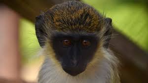 Tamarin monkey is a cute primate and some people love to keep it as a pet with much care and security. Monkey Problem St Kitts Great Attraction Becomes Great Headache Bbc News