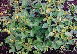 Image result for Bidens pilosa