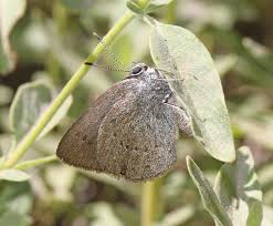Image result for Satyrium