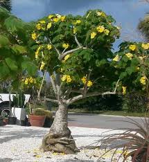 Uncarina Grandidieri Caudiciforms Paradise Found Nursery 1 Rare Succulents Planting Succulents Plants