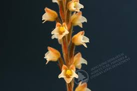 Image result for Hetaeria