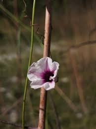 Image result for Ipomoea tenuipes