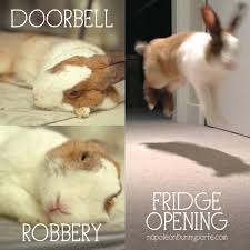 Funny rabbit pictures 2, image source: 640 Likes 23 Comments Napoleon Bunnyparte Genbunnyparte On Instagram Worst Guard Bunny Ever Funny Bunnies Funny Rabbit Bunny Meme