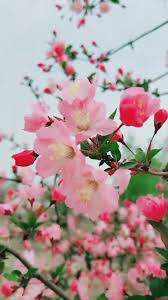 Expect the earliest bloom in early march, right at the start of spring! Pin On Climbing Plants
