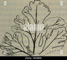 Image result for Commiphora mombassensis