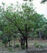 Image result for Bobgunnia madagascariensis