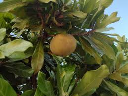 Image result for Pouteria pseudoracemosa