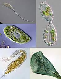 Pond water under microscope labeled. Ciliates Microscopy Habitats Characteristics And Reproduction