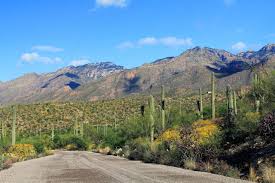 The saguaro cactus lives in an especially rocky terrain consisting of desert slopes and flats. Tucson Cycling The Local S Guide To Road Riding In The Old Pueblo