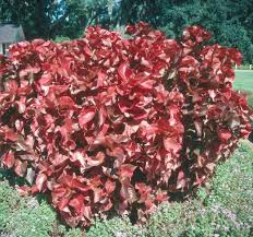 Image result for Acalypha ambigua