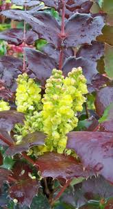 Mahonia repens commonly known as creeping mahonia, creeping oregon grape, creeping barberry, or prostrate barberry, is a species of mahonia native to the rocky mountains and westward areas of north america, from british columbia and alberta in the north through arizona and new mexico, then into northwest mexico by some reports. Mahonia Oregon Grape At Portland Nursery And Garden Center