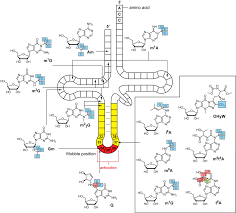 The strand has a 5′end (with a phosphate group) and a 3′end (with a hydroxyl group). Carell Group Rna Chemistry