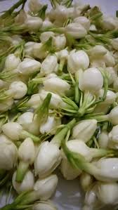 Gambar bunga yang cantik dan indah seperti bunga teratai, dahlia, aster, bakung, melati, mawar dan berbagai jenis gambar bunga ini cocok untuk kamu jadikan walpaper hape, laptop, dan. Jual Bunga Melati Segar Asli Dan Alami Di Lapak Lia 78store Bukalapak