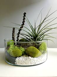 Large Air Plant Terrarium Glass Vase Living Decor Diy Kit Etsy Large Air Plants Air Plant Terrarium Air Plants