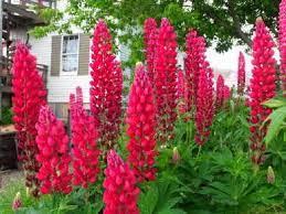 Pin On Flowers For Me
