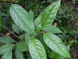 Image result for Psychotria auxopoda