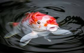 The 'ice embryos' interact with the surrounding water droplets, and eventually grow to snowflakes. How To Keep Your Koi Fish Pond Safe From Predators