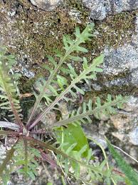 Image result for Tolpis