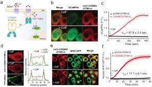 It is so simple that you can actually join your work right after the procedure. Caffeine Operated Synthetic Modules For Chemogenetic Control Of Protein Activities By Life Style Wang 2021 Advanced Science Wiley Online Library