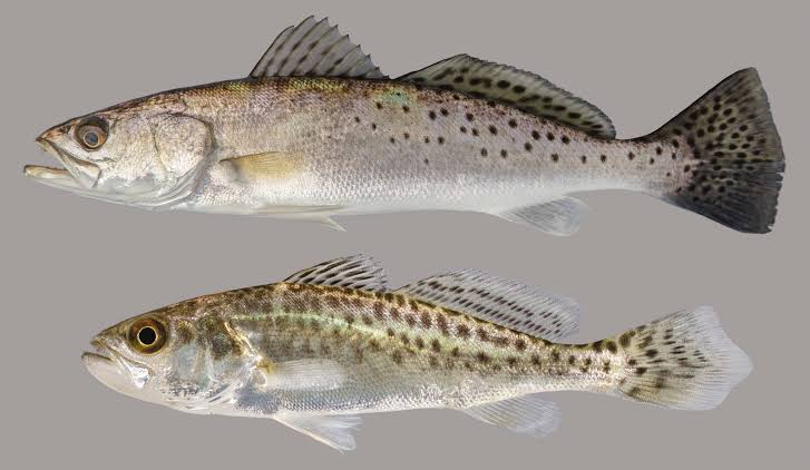 Spotted Seatrout – Discover Fishes