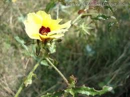 Image result for Hibiscus rostellatus