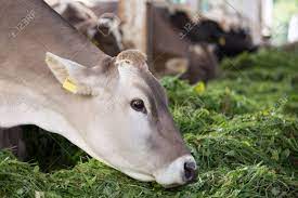 Close Up Of Jersey Cow Eating Fresh Green Feed In Stable Organic Stock Photo Picture And Royalty Free Image Image 131850578