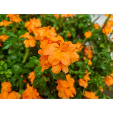 Image result for Crossandra fruticulosa