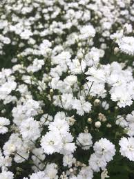 Image result for Silene