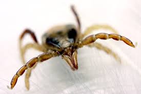 Image result for Tick Paralysis