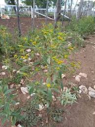 Image result for Flaveria bidentis