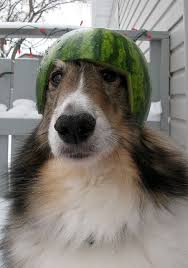 Official team colors and decals. Shelties In Riderville 47 52 Sheltie Herding Dogs Cute Dog Pictures