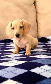 So there is no need to bother it with any creative hairstyles. Image Result For Blonde Miniature Dachshund Dachshund Breed Puppies Dachshund Puppies
