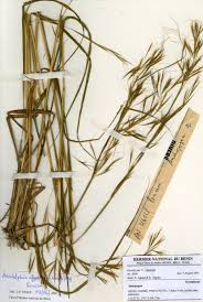 Image result for Anadelphia