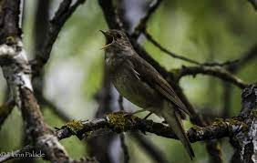 Primim pachetul de documente, unde intra decizia despre inregistrare, extrasul din registru, certificat. CunoaÈte Natura Din Jurul TÄu Privighetoarea RoÈcatÄ Luscinia Megarhynchos
