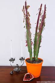 But in the desert, where water is hard to come by, many plants. Repotting Euphorbia Trigona African Milk Tree With Soil Mix