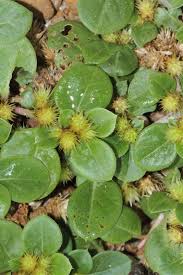 Image result for Alternanthera pungens