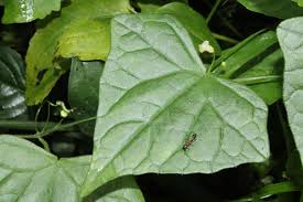 Image result for Zehneria