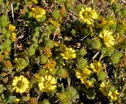 Image result for Dichaetanthera corymbosa